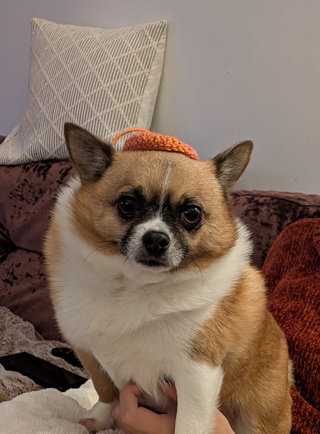 Frankie, Rob's dog